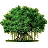 Banyan Tradelink