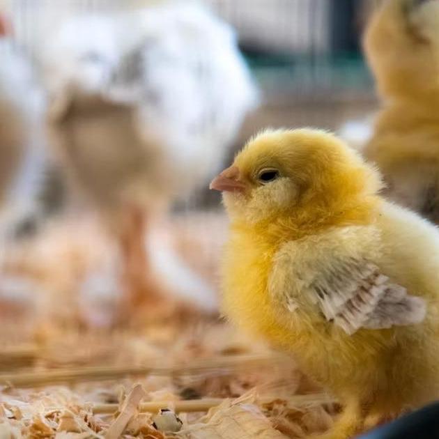 Bluecouveuse Abidjan