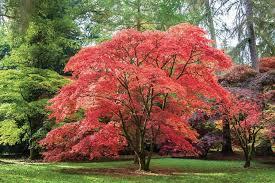 Best Planting Outside in Buford, GA